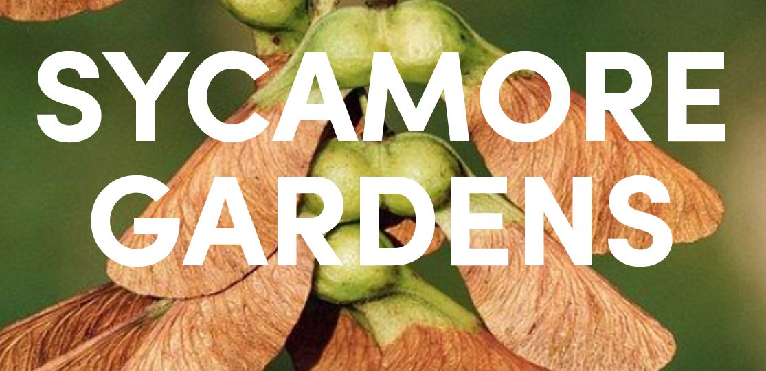 Sycamore gardens