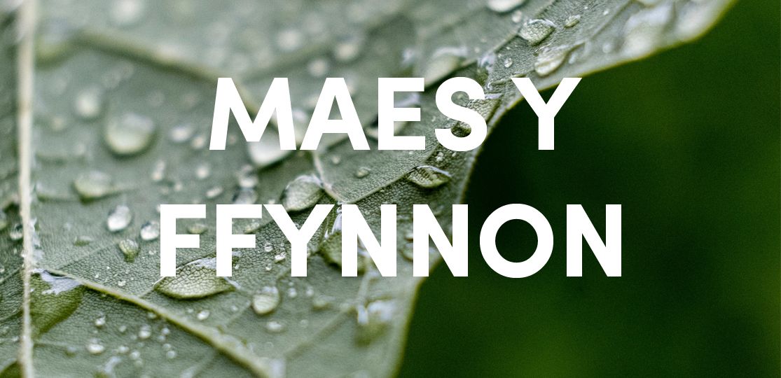 Maes y Ffynnon